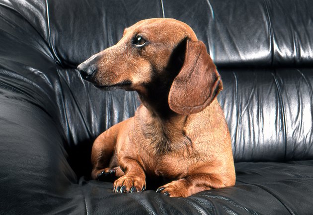 dachshund dog