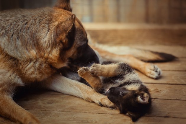 german shepherd mother dog playing with puppy