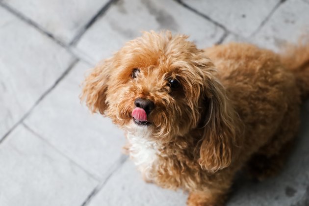 Hungry bichpoo dog outside begging for a treat from the owner
