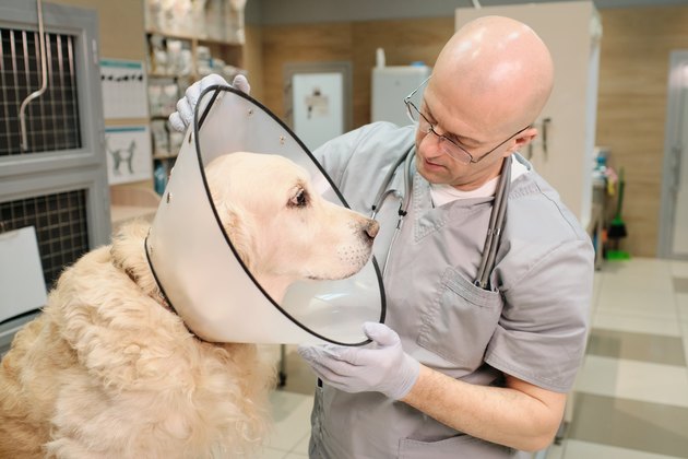 Doctor examining the dog