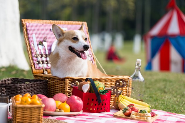Corgi dog in a picnic basket surrounded by food