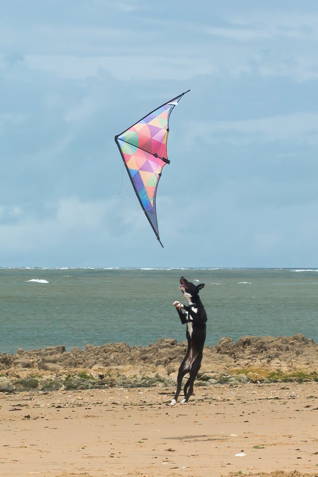 Dog playing with a kite. Running and jumping to catch the kite.