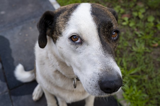 Street Dog