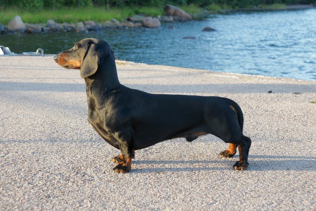 Black and tan dachshund at navy pier on sunny day