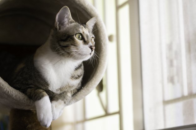 Closeup shorthair cat sitting on cat tree or condo