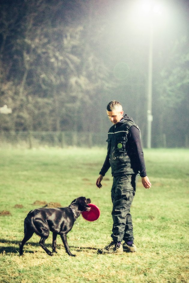 training process in dog school