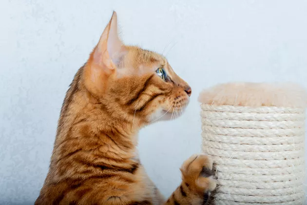 Why Cats Lick Scratching Posts