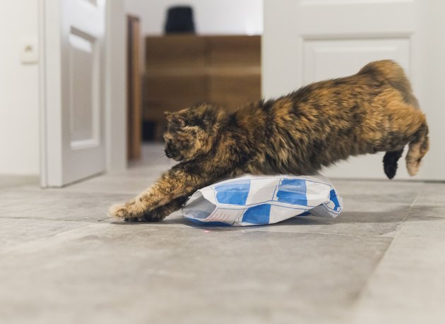 Playful cat