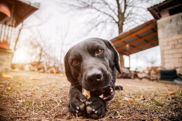 Dog Eating Bone