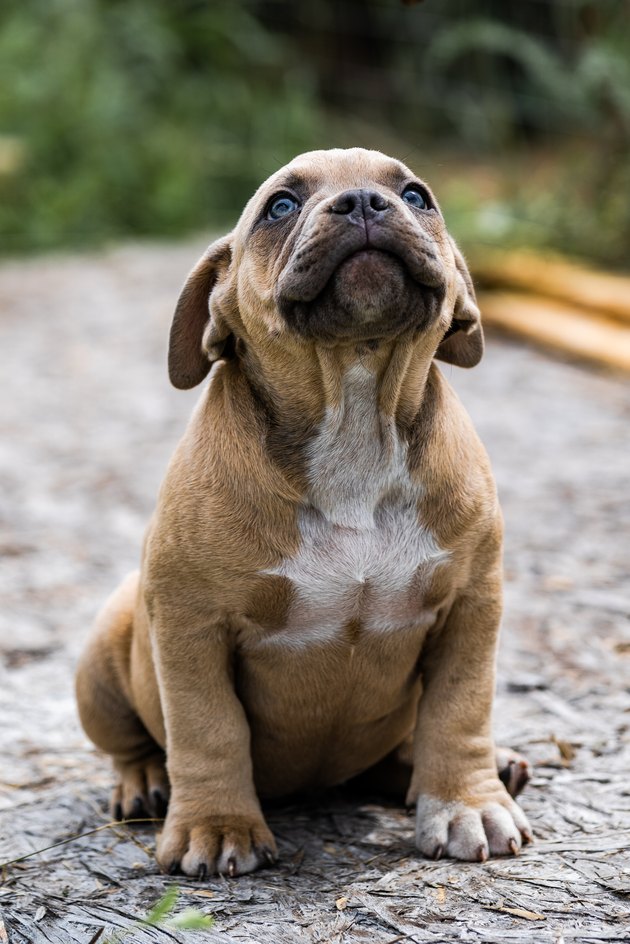 Dog American Pit Bull Terrier, portrait on nature.