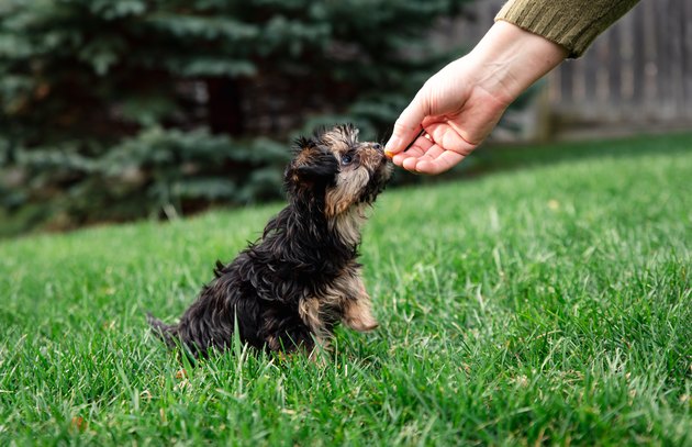 Morkie puppy taking treat from an outstretched hand outside on grass.