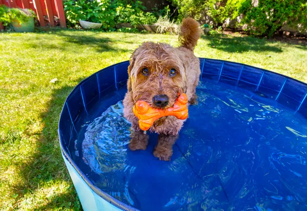 Miniature golden doodle in small splash pool to beat the summer heat - nycshooter/iStock/GettyImages