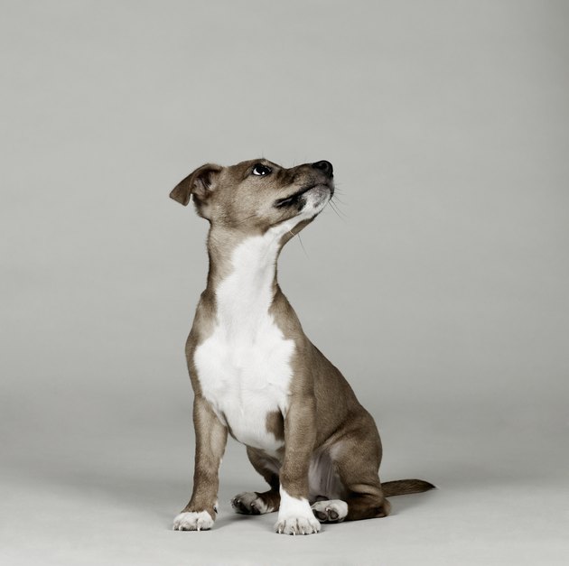 Portrait of dog sitting and looking up