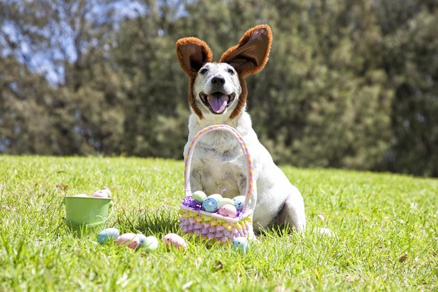 Smiling Easter Bunny Dog