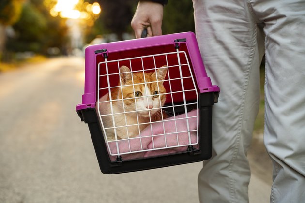 Ragdoll Cat Carrier  The Best Travel Cat Carrier of 2023