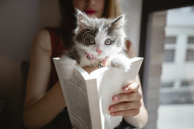 tiny kitten inside of a book