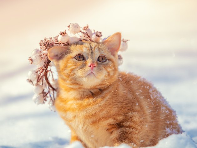 Portrait of a kitten in a Christmas wreath. Cat walks in the snow in winter