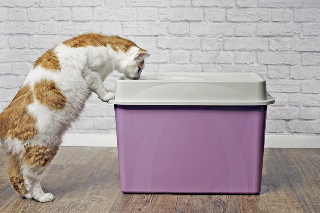 Cute tabby cat looking curious inside a top-entry litter box.