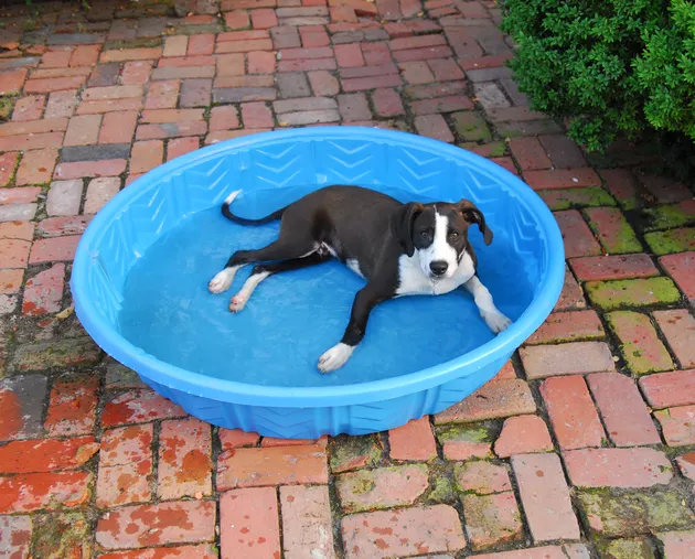 Doggie Pool - nojustice/iStock/GettyImages