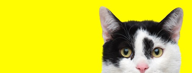 Focused domestic cat looking forward curiously