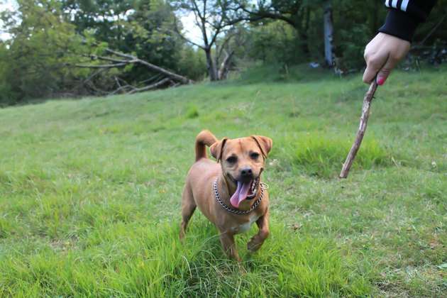 Playing fetch