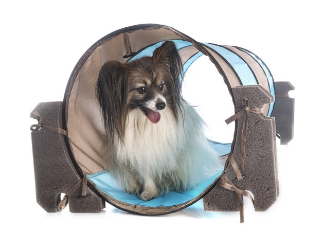 papillon dog