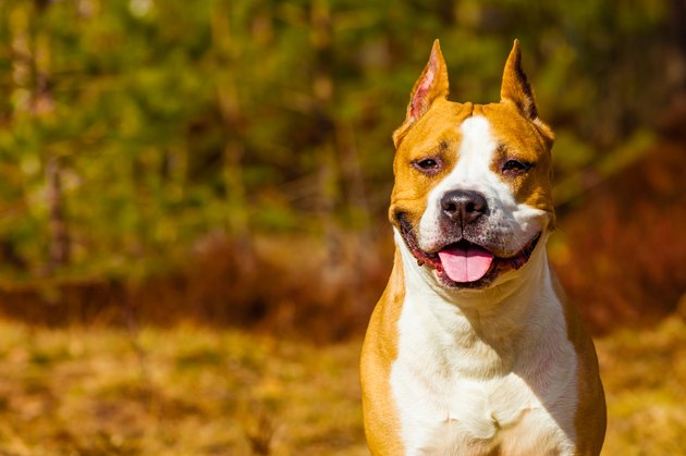 dog american staffordshire terrier in nature in the forest. tinted photo