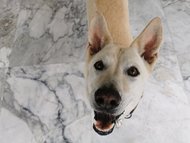 Top view portrait of dog look up to beg for food