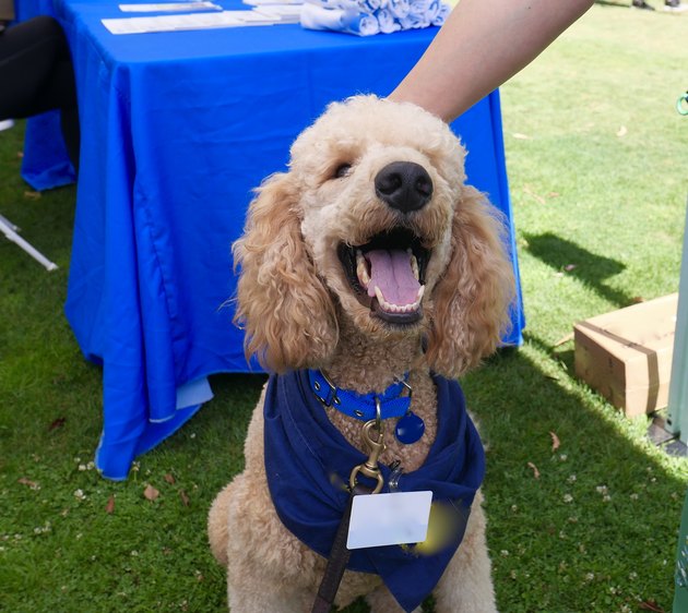 Therapy Assistance Dog accepts petting