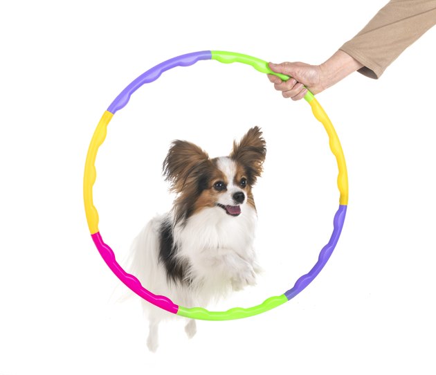 agility and little dog