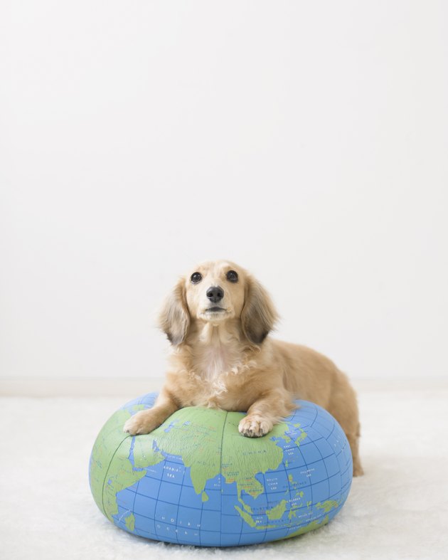 Miniature Dachshund Sitting On Globe Cushion