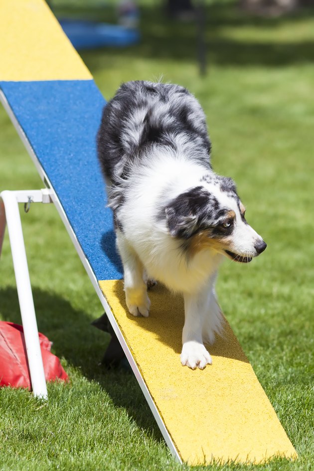 Agility Dog on See-Saw or Teeter Totter