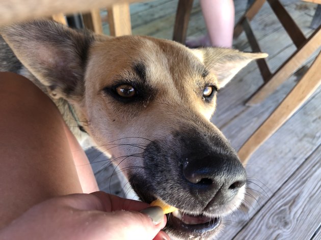 person feeding dog a treat