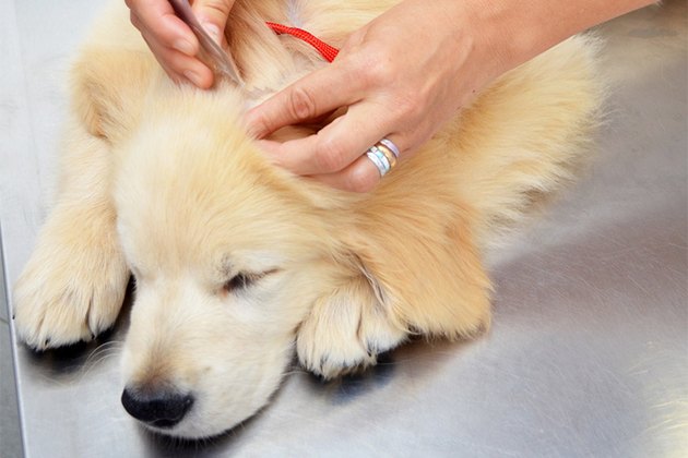 skin tags on dogs