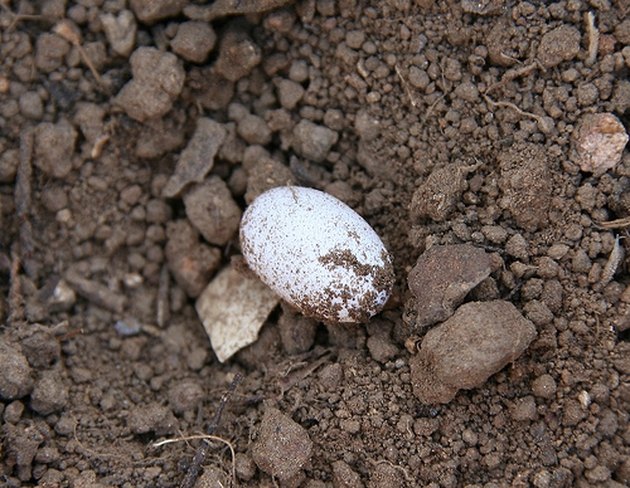 How To Care For Wild Snake Eggs Cuteness