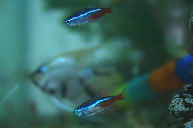 How to Breed the Neon Tetra | Cuteness