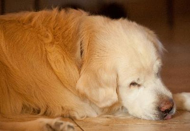 sleep dog