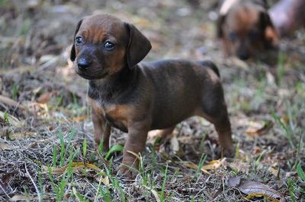Puppy