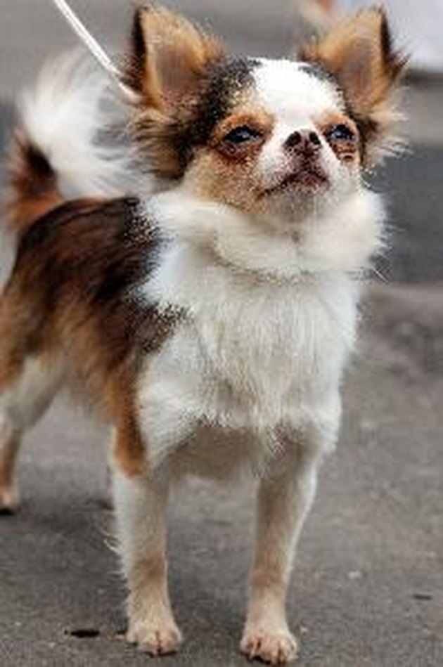 pretty chihuahua