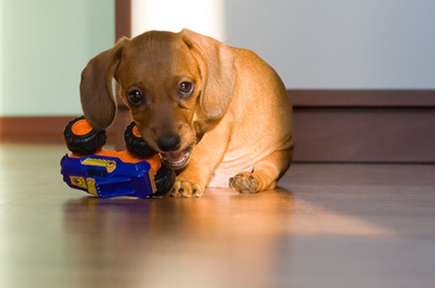 Puppy