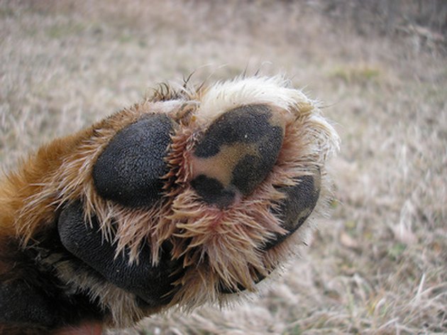 paw