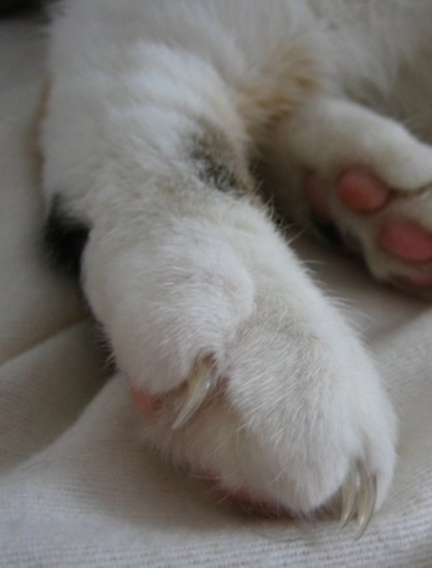 cat paws