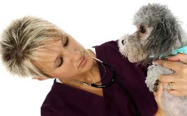 veterinarian with dog
