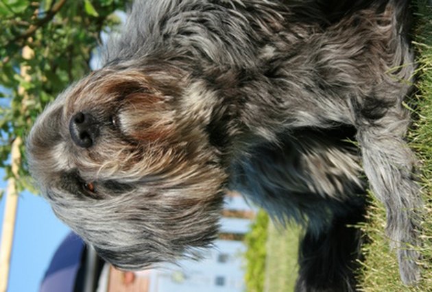 Ronja 5