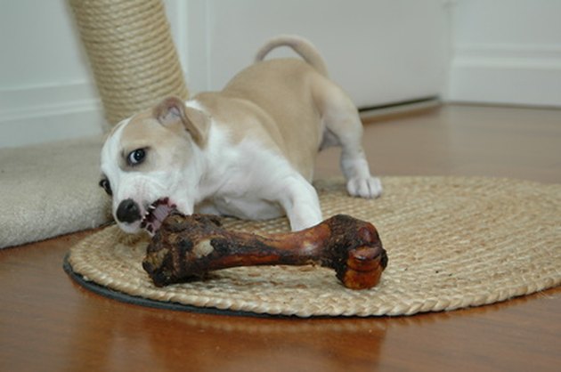 puppy chews bone