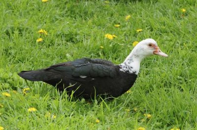 How to Tell a Male & Female Muscovy Duck Apart | Cuteness