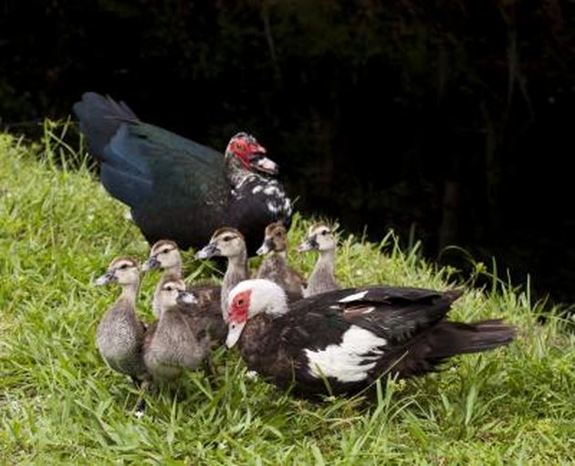 How To Tell A Male And Female Muscovy Duck Apart Cuteness