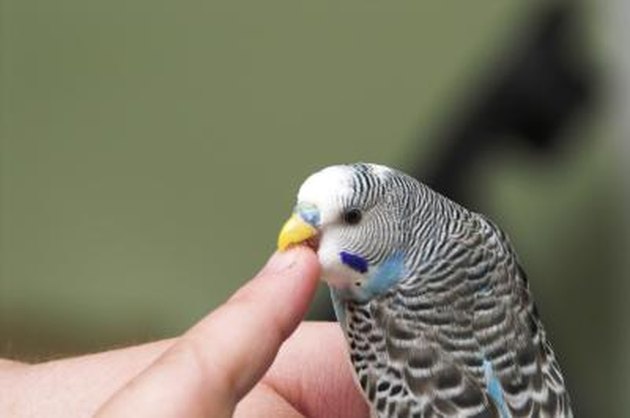 How To Tell If A Parakeet Is Male Or Female Cuteness   92180509 XS 