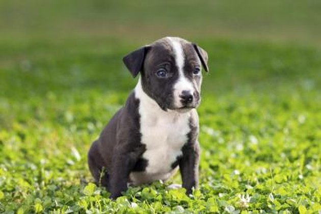 How to Tell If Your Puppy Is a Blue Nose/Red Nose Pitbull ...