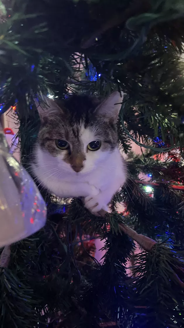 https://img.cutenesscdn.com/630x/media-storage/contentlab-data/11/28/c1b4a9480bba4c259d238ccf222ebb4b.jpeg?type=webp